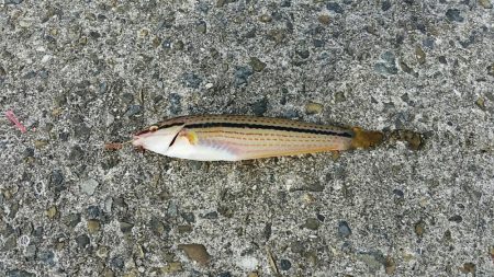 未明～昼まで須磨海岸西側をランガン。貧果に…